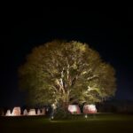 Colosos de la Tierra abre inscripciones para encontrar los árboles más emblemáticos del Paraguay