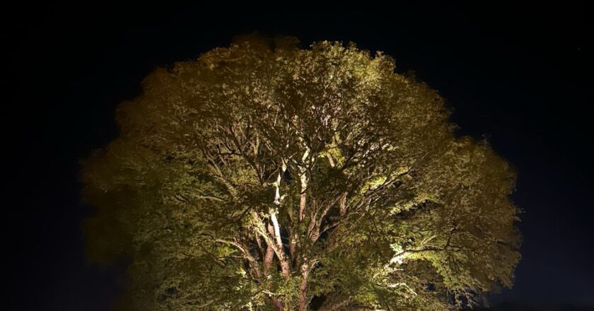 Colosos de la Tierra abre inscripciones para encontrar los árboles más emblemáticos del Paraguay