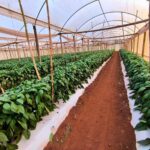 CAH impulsa la agricultura inteligente con crédito para pequeños productores