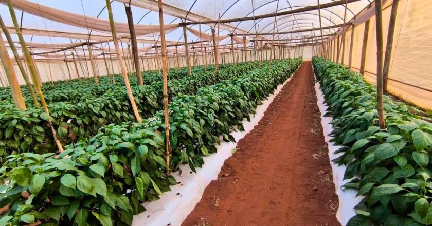 CAH impulsa la agricultura inteligente con crédito para pequeños productores