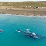 Puerto Madryn vuelve a ser escenario del mayor espectáculo de ballenas en Sudamérica