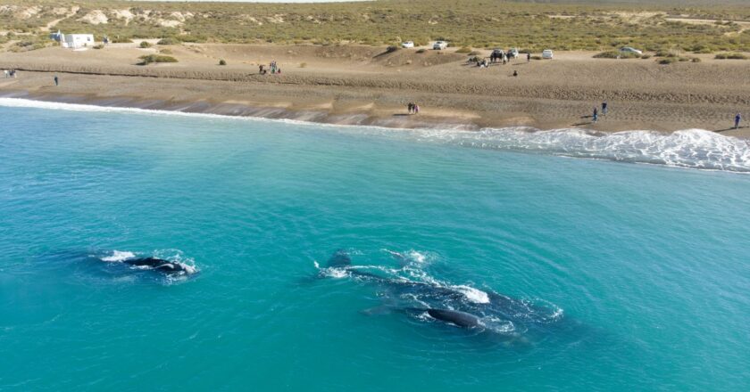 Puerto Madryn vuelve a ser escenario del mayor espectáculo de ballenas en Sudamérica