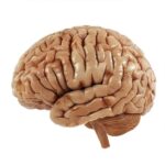 CEREBRO Y ASEO