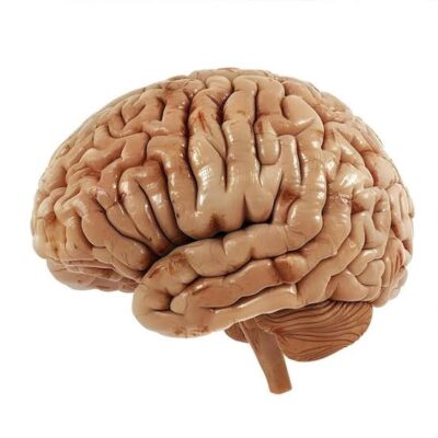 CEREBRO Y ASEO