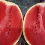 Paraguay se posiciona como productor destacado de sandía