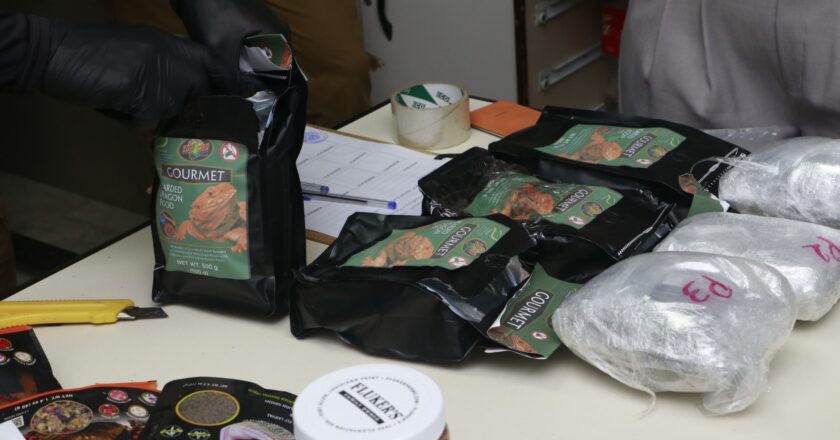 Senad incauta 5,2 kilos de marihuana premium ocultos en encomiendas procedentes de Miami
