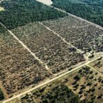 Soja recupera 54.775 hectáreas en el Chaco y vuelve a niveles de 2024