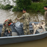 Crecida del río Paraná obliga a rescatar animales en Ayolas