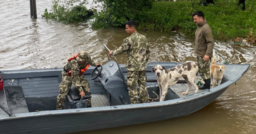 Crecida del río Paraná obliga a rescatar animales en Ayolas
